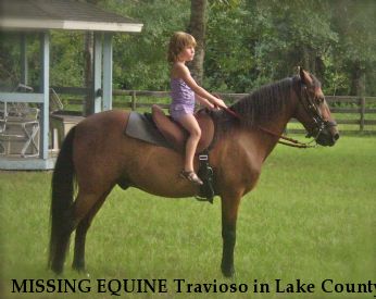 MISSING EQUINE Travioso in Lake County, Near Eustis, FL, 32736